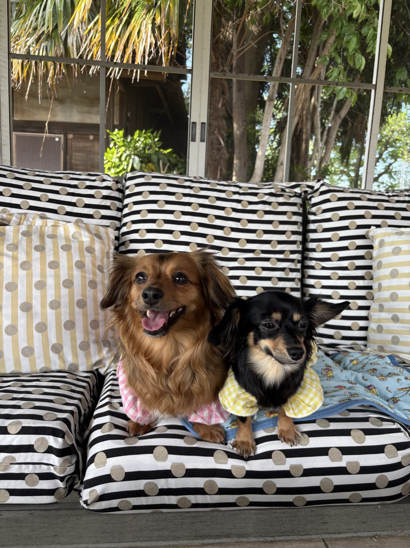 愛犬をご紹介！